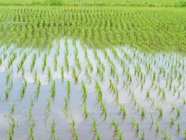 istock Minuma rice field just planted 1400213419