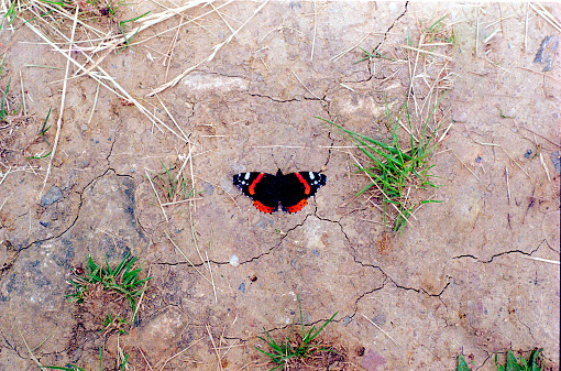 A colourful Red Admiral butterfly sits on dry soil cracking from drought. 35mm