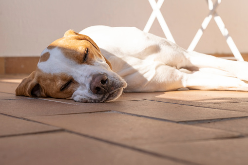 An English Pointer dog sleeps outdoors on tiles, in warm summer sunshine.