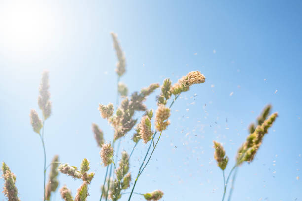 sonnenlicht und klarer himmel, während pollen durch die luft ziehen. - pollenkorn stock-fotos und bilder