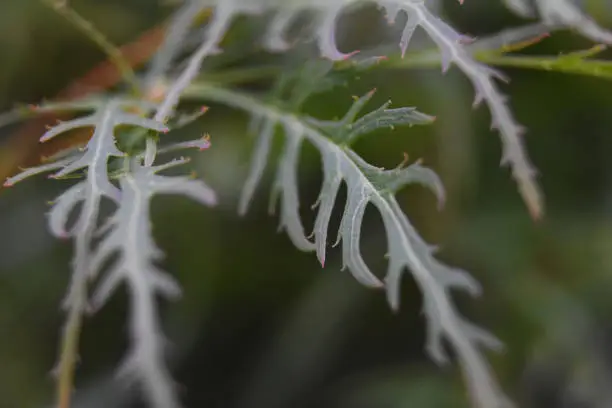 A look at split leaf Japanese maple tree leaves close up.