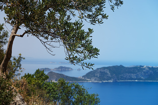 view of the islands around the island of Corfu, Greece. olive tree branch in the foreground\