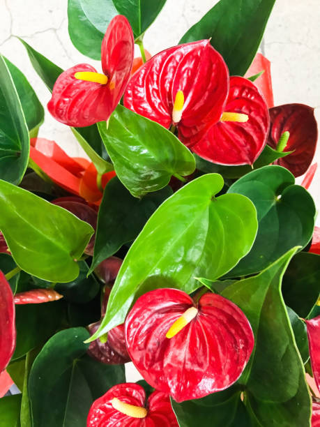 istock Red anthurium flowes ( tailflower, flamingo flower, laceleaf ) in flower shop, tropical background 1400216487