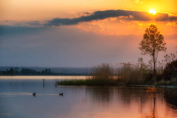 sunset over a lake with tree and ducks