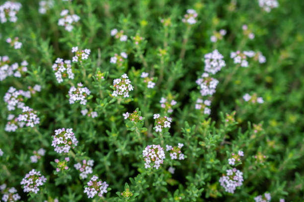 floraison savoureuse comme épice naturelle dans votre propre jardin - sarriette photos et images de collection