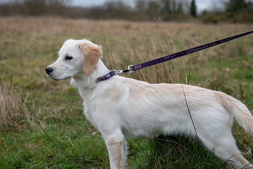Young golden retriever puppy walking on lead in a grassland moors area