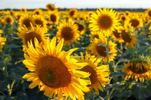 istock sunflower flowers at the evening field 1400219644