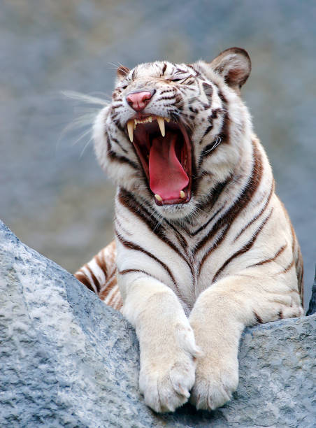 istock Portrait of lying white tiger 1400219720