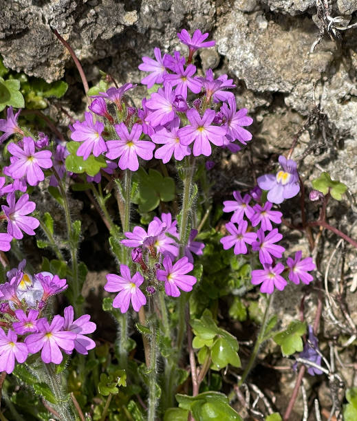 istock Alpenbalsam, Erinus alpinus 1400219994