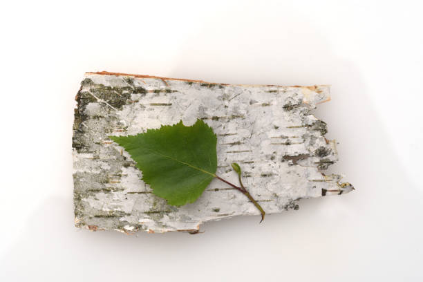 Birch tree, birch betula, is a native tree that is also used medicinally as a medicinal plant.