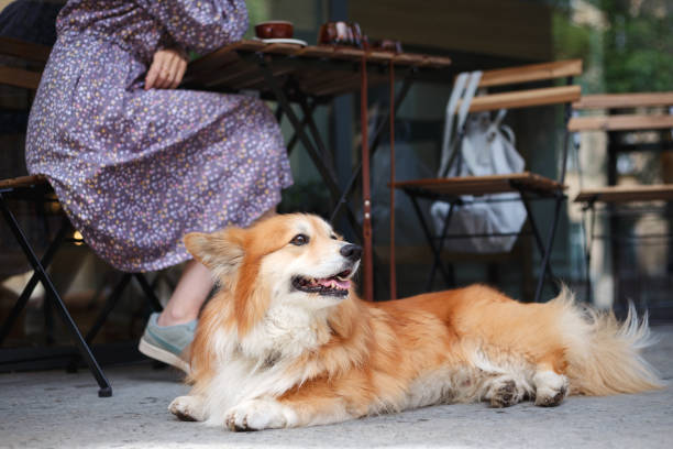 chica con un perro corgi - pets table animal cheerful fotografías e imágenes de stock