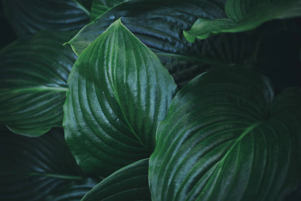 istock beautiful plant background of hosta leaves 1400220486
