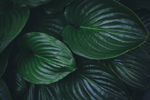 istock beautiful plant background of hosta leaves 1400220487