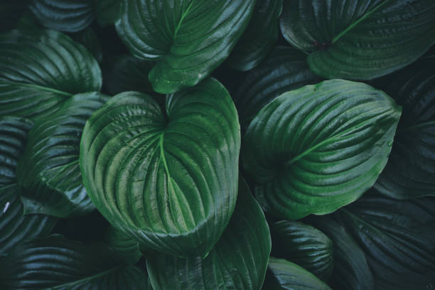 istock beautiful plant background of hosta leaves 1400220805