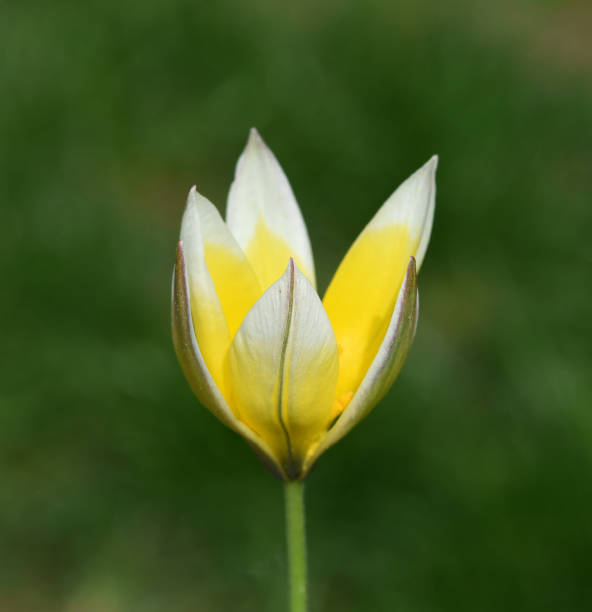 Wildtulpe, Tarda, Botanische, Tulpe Wild tulips are the ancestors of modern garden tulips tulipa tarda stock pictures, royalty-free photos & images