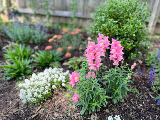 istock Pink Snapdragons in Flower Garden 1400221731