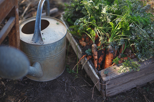 harvesting carrots. a lot of carrots in a box in the garden and a shovel.\