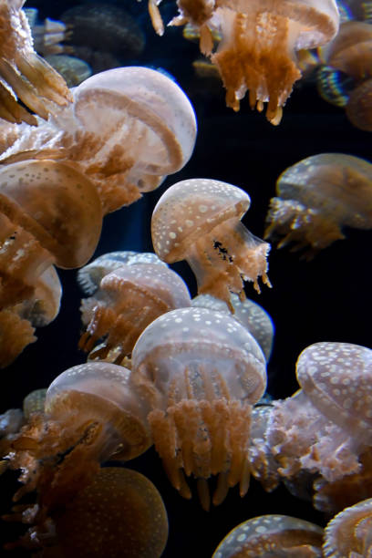 istock Dance of the jellyfish 1400222119