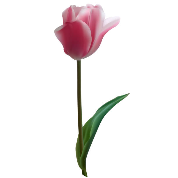 istock Tulip. Pink. Flower. Floral background. Green leaf. 1400223369