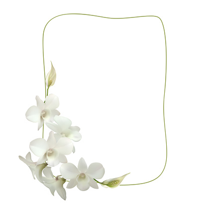 Orchids. White flowers. Tropical plants. Floral background. Square frame.