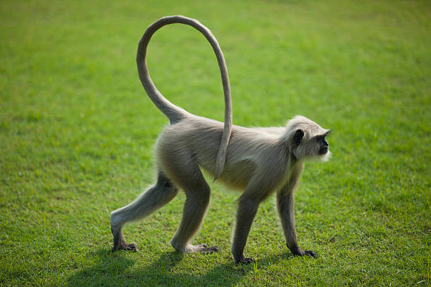 Monkey langur or hanuman on the green grass in India stock photo