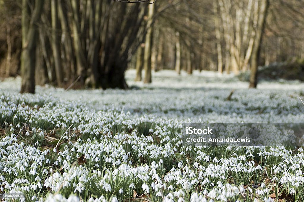 Drift of snowdrop flowers in Spring A woodland covered with flowering snowdrops.  Welford Park, near Newbury, Berkshire. Beauty In Nature Stock Photo