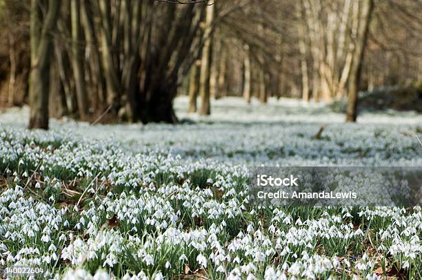 Drift Of Snowdrop Flowers In Spring Stock Photo - Download Image Now - Beauty In Nature, Berkshire - England, Flower