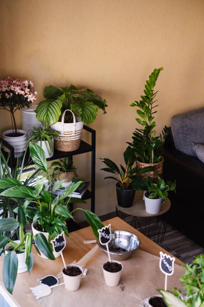 istock Cozy modern flat with various green plants growing in pots. Defocus foreground. 1400226200