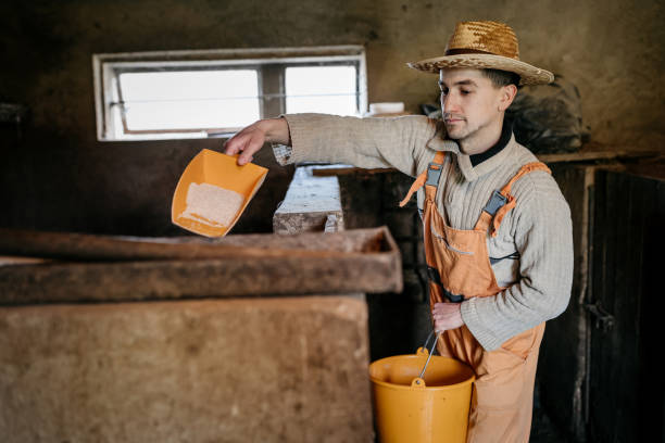 istock The farmer feeds the pigs 1400226902