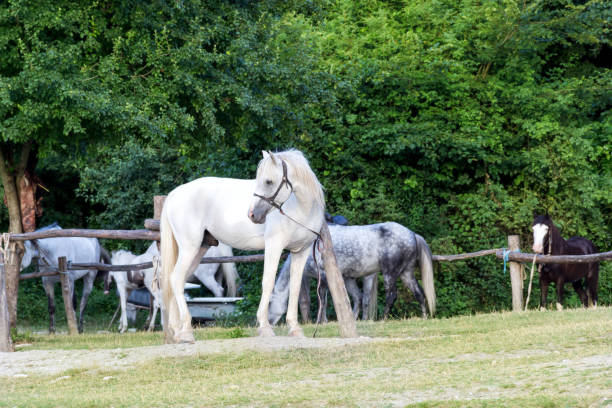 istock A white horse without a saddle is tied to a paddock fence. 1400227043