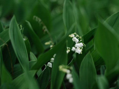 Lily of the Valley nature flower and leaf background
Close up of flower
