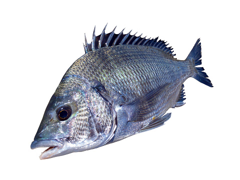 Japanese most popular fishing saltwater fishing target fish “Black sea bream ( Kurodai, Chinu )”,Cut out photograph with white background.