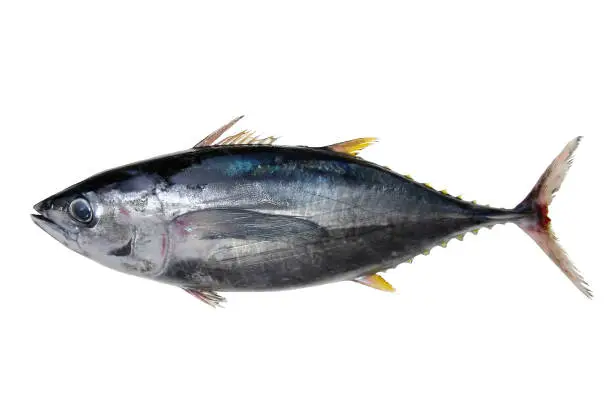 Young " Bluefin tuna (Meji-Maguro)" Fish body image, Cut out photograph with white background. A photo of a bluefin tuna cut out and made into a white background.