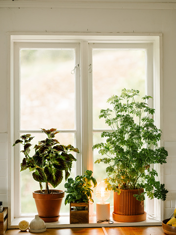 Rosengeranium (Pelargonium graveolens) potted plant doktor Westerlunds (fragrant geranium)\nPhoto of Coleus and Dr Westerlund plants in window