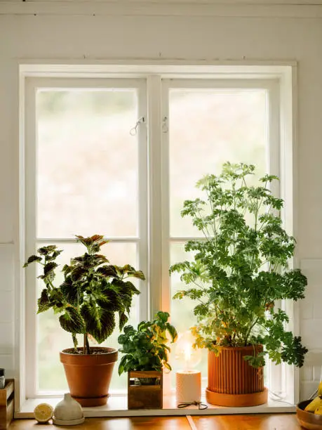 Rosengeranium (Pelargonium graveolens) potted plant doktor Westerlunds (fragrant geranium)
Photo of Coleus and Dr Westerlund plants in window