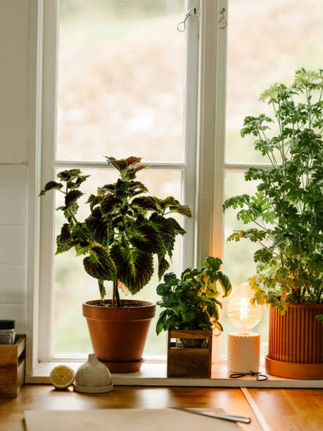 istock Rosengeranium (Pelargonium graveolens) potted plant doktor Westerlunds 1400227325