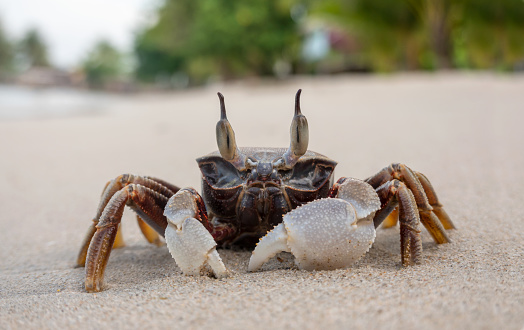 Horned ghost crab on the beach. Close-up. Sand crab. Summer vacation by the sea