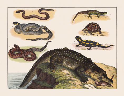 Reptiles and amphibians (Anguidae, Colubridae, Viperidae, Testudinoidea, Lacertidae, Salamandridae): a) Slow worm (Anguis fragilis); b) Grass snake (Natrix natrix); c) European adder, or European viper (Vipera berus); d) European pond turtle (Emys orbicularis); e)  Nile crocodile (Crocodylus niloticus; f) Viviparous lizard (Zootoca vivipara); g) Fire salamander (Salamandra salamandra). Chromolithograph, published in 1891.