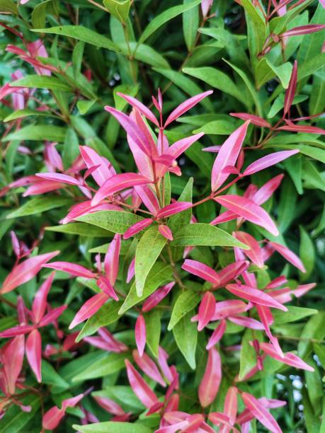 istock Syzygium australe 1400228737