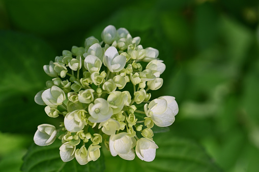 Korean spice viburnum close up macro image of delicate flowers. Viburnum carlesii