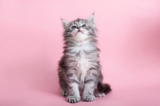 istock Beautiful fluffy gray Maine Coon kittens on a pink background. 1400229091
