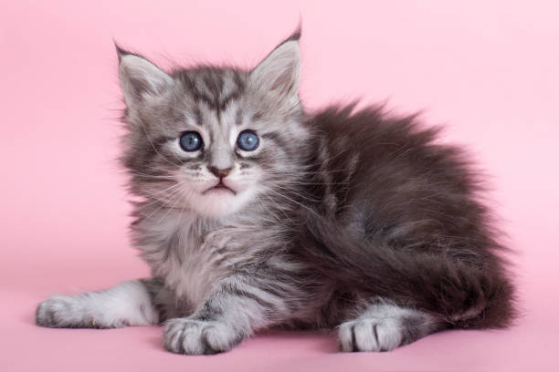 istock Beautiful fluffy gray Maine Coon kittens on a pink background. 1400229097