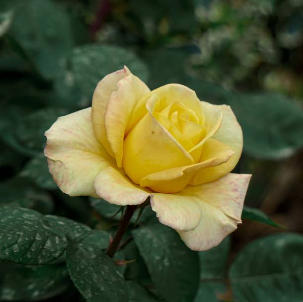 istock romantic yellow rose flower for valentine's day 1400229796