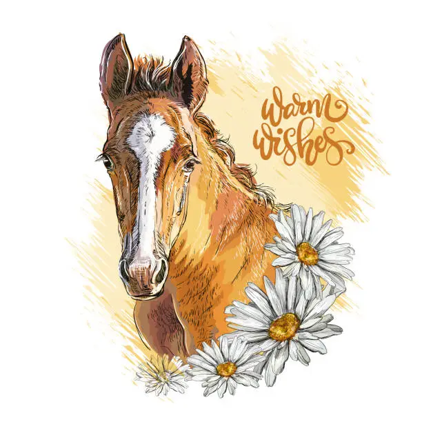 Vector illustration of Portrait of a foal and chamomiles vector hand drawn illustration