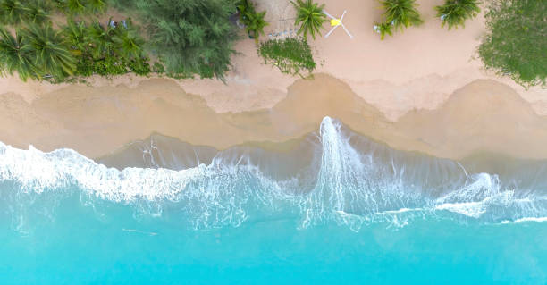 Aerial view of a topical beach with white sand coconut palm trees