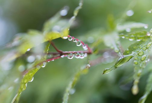 Rainy season image