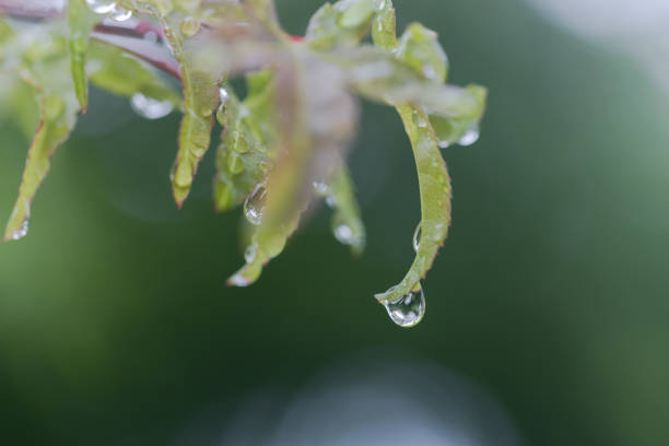Rainy season image