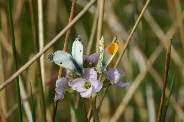 Edinburgh, Scotland - 14 May 2022: Male and  female Orange Tip butterflies are feeding on a Cuckoo Flower. Whilst the male has distinctive orange tips to the forewings, the female does not. It can be distinguished from similar white butterflies by the slightly scalloped wings.