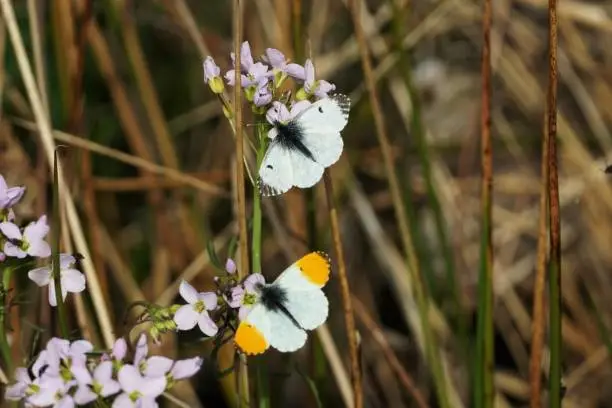 Edinburgh, Scotland - 14 May 2022: Male and  female Orange Tip butterflies are feeding on a Cuckoo Flower. Whilst the male has distinctive orange tips to the forewings, the female does not. It can be distinguished from similar white butterflies by the slightly scalloped wings.