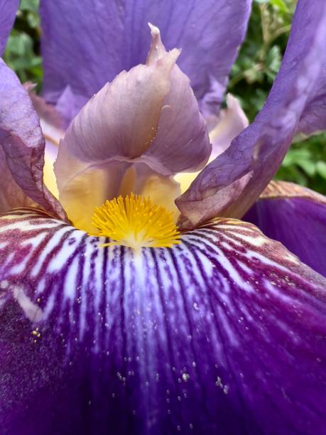 istock Macro is photograph of Iris flower 1400233472